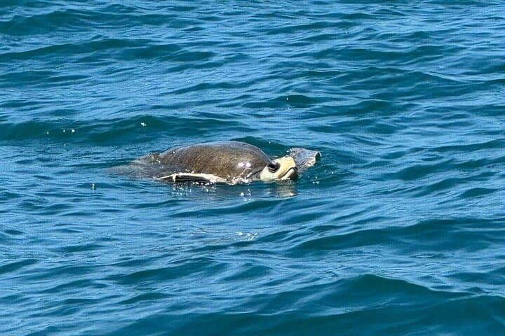 Whale and Dolphin Watching at Marino Ballena: Boat Tours from Uvita photo 4