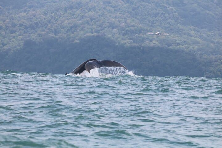 Whale and Dolphin Watching at Marino Ballena: Boat Tours from Uvita photo 5