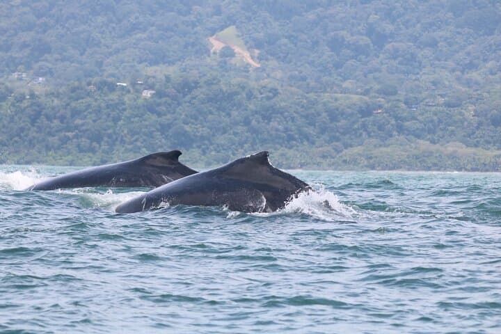 Whale and Dolphin Watching at Marino Ballena: Boat Tours from Uvita photo 6