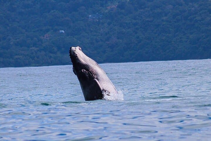Whale and Dolphin Watching at Marino Ballena: Boat Tours from Uvita