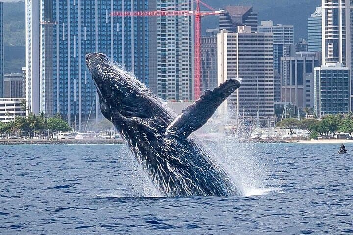 Waikiki Whale Watching: Two-Hour Trimaran Tour with Whale Guarantee photo 3