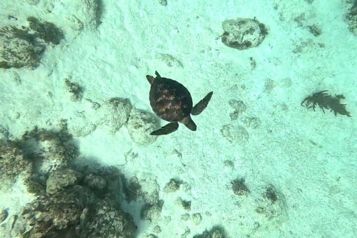 San Pedro Snorkel: 1.5-Hour Great Barrier Reef Tour from Ambergris Caye photo 6