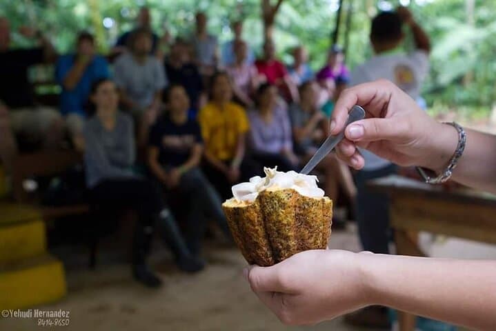 Chocolate & Cultural Tour in Sarapiquí: Cacao Farm Experience in Chilamate photo 2