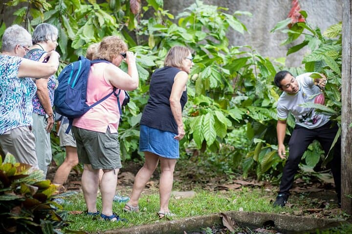 Chocolate & Cultural Tour in Sarapiquí: Cacao Farm Experience in Chilamate photo 4