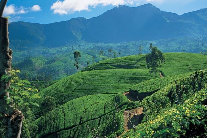 5-Day Sri Lanka Highlights: Sigiriya, Kandy, Nuwara Eliya, Bentota & Colombo photo 4