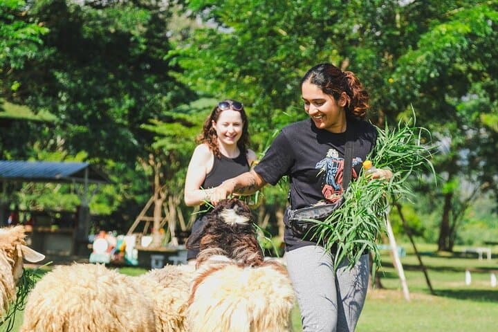 Chiang Mai Zipline & High Ropes at Phoenix Adventure Park — Mae Rim Forest Adventure photo 5