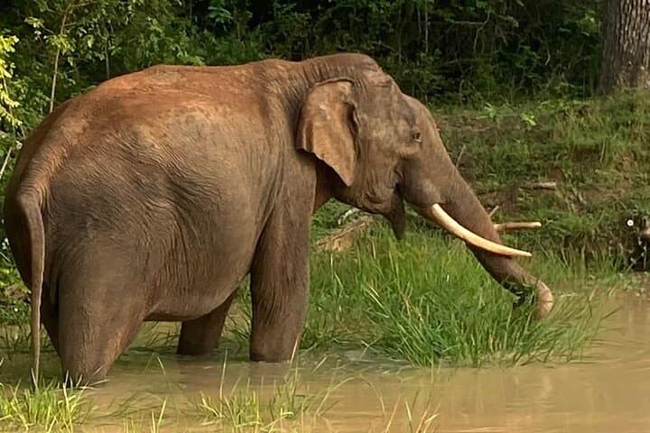 Yala Half-Day Safari: Block 1 & 5 Jeep Wildlife Experience photo 3
