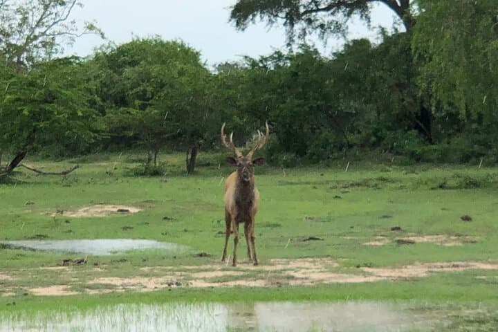 Yala Half-Day Safari: Block 1 & 5 Jeep Wildlife Experience photo 4