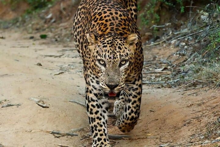 Yala Half-Day Safari: Block 1 & 5 Jeep Wildlife Experience