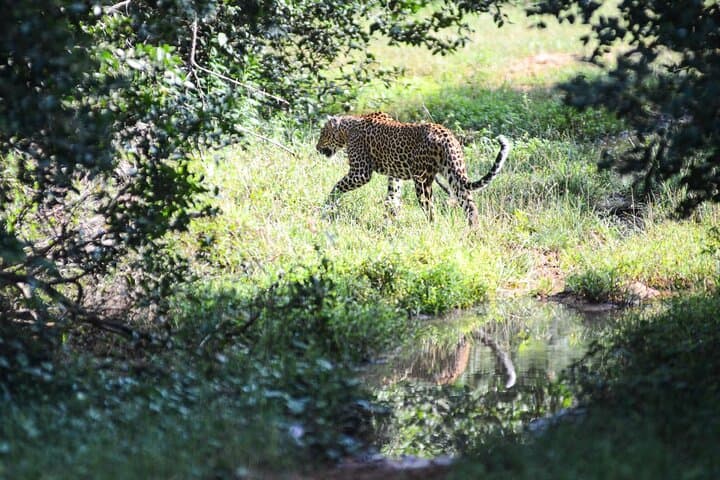 Yala Half-Day Safari: Block 1 & 5 Jeep Wildlife Experience photo 5