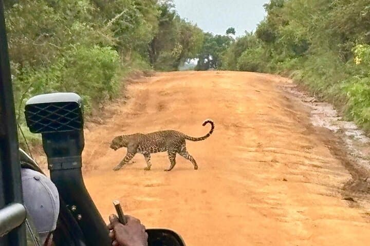 Yala Half-Day Safari: Block 1 & 5 Jeep Wildlife Experience photo 6
