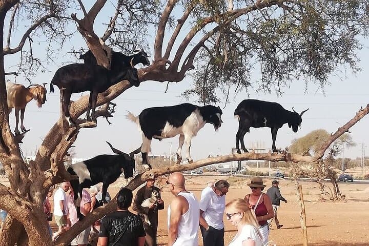 Tree-Climbing Goats Tour from Agadir & Taghazout — Argan Grove Photo Safari photo 2