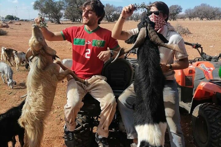 Tree-Climbing Goats Tour from Agadir & Taghazout — Argan Grove Photo Safari photo 4
