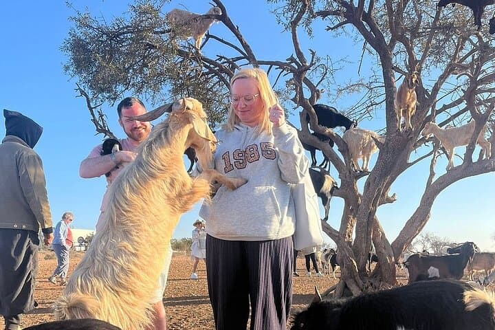 Tree-Climbing Goats Tour from Agadir & Taghazout — Argan Grove Photo Safari photo 3