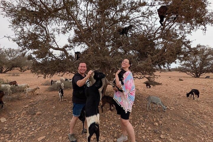 Tree-Climbing Goats Tour from Agadir & Taghazout — Argan Grove Photo Safari