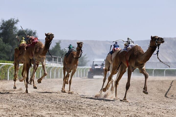 VIP Camel Racing in Dubai: Prime Seats, Short Ride & Cultural Experience photo 2