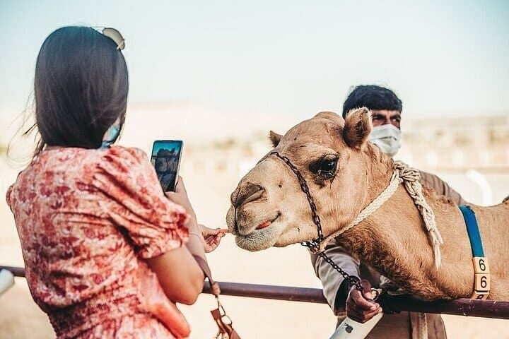 VIP Camel Racing in Dubai: Prime Seats, Short Ride & Cultural Experience