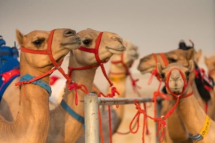 VIP Camel Racing in Dubai: Prime Seats, Short Ride & Cultural Experience photo 4