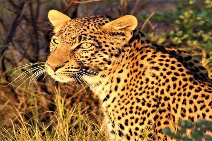 3-Day Khwai Concession Safari: Shared Game Drives, Mokoro & Night Drives