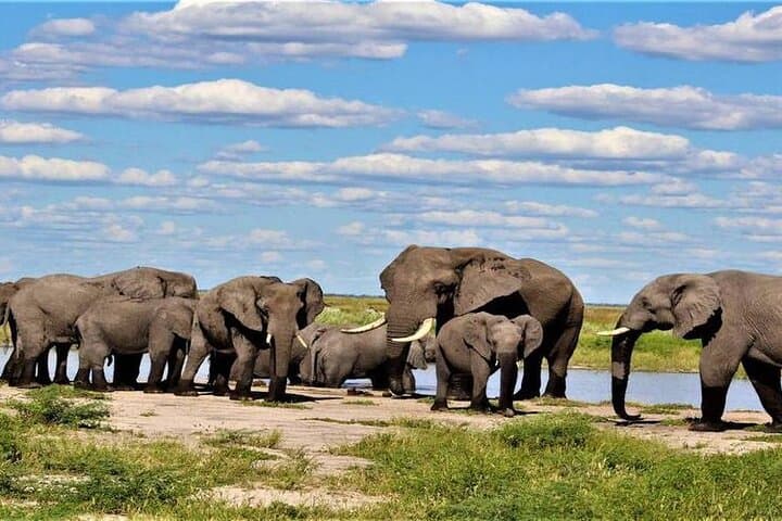 Okavango Delta Safari: 4-Day Moremi Game Reserve Camping Adventure