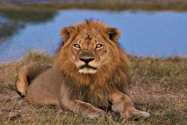 3-Day Khwai Concession Safari: Shared Game Drives, Mokoro & Night Drives photo 3