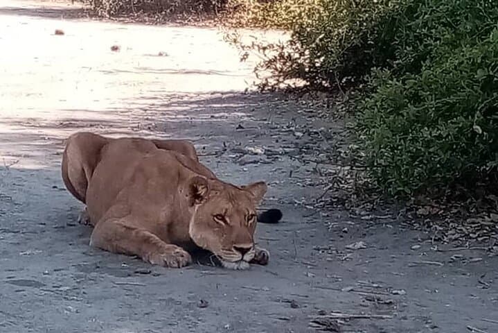 3-Day Khwai Concession Safari: Shared Game Drives, Mokoro & Night Drives photo 6