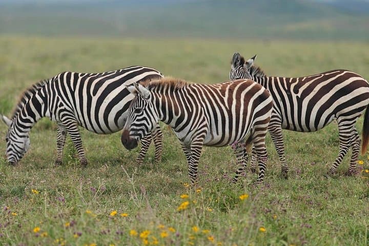 Tarangire and Ngorongoro 2-Day Luxury Safari: Big Five Encounters in Tanzania photo 1