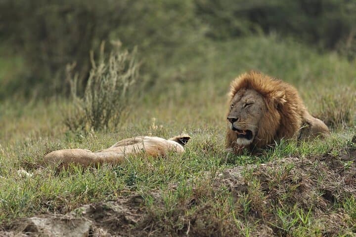 Tarangire and Ngorongoro 2-Day Luxury Safari: Big Five Encounters in Tanzania photo 2