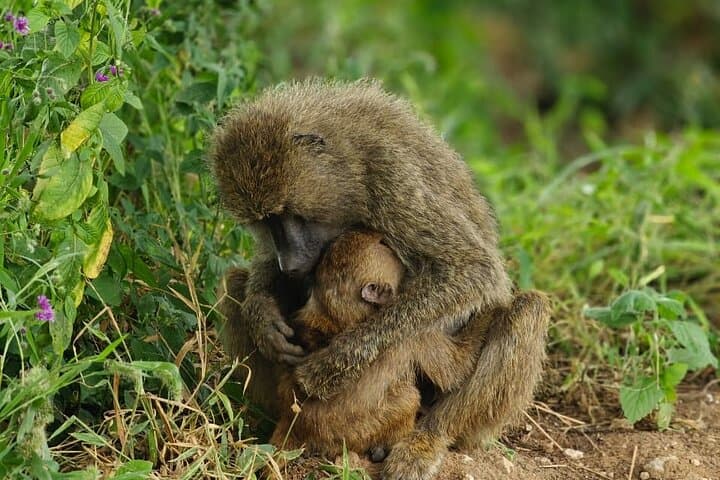 Tarangire and Ngorongoro 2-Day Luxury Safari: Big Five Encounters in Tanzania photo 4