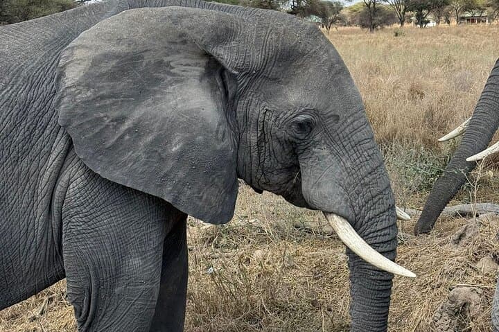 2-Day Tarangire and Ngorongoro Safari: Elephants, Baobabs & Crater Game Drives photo 1