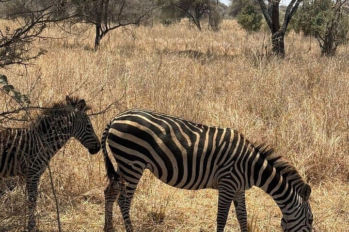 2-Day Tarangire and Ngorongoro Safari: Elephants, Baobabs & Crater Game Drives photo 2
