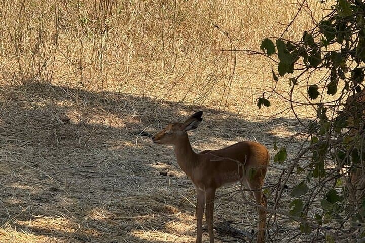 2-Day Tarangire and Ngorongoro Safari: Elephants, Baobabs & Crater Game Drives photo 3