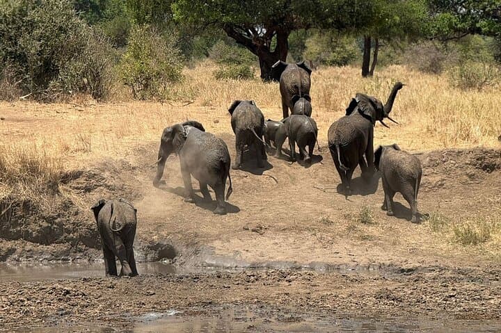 2-Day Tarangire and Ngorongoro Safari: Elephants, Baobabs & Crater Game Drives photo 4