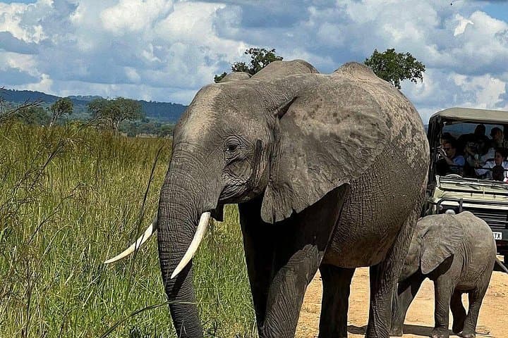 Mikumi Day Safari from Zanzibar — Flight, Full-Day Game Drive & Picnic photo 4