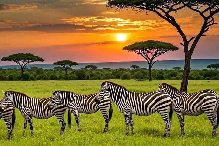 Mikumi Day Safari from Zanzibar — Flight, Full-Day Game Drive & Picnic photo 1