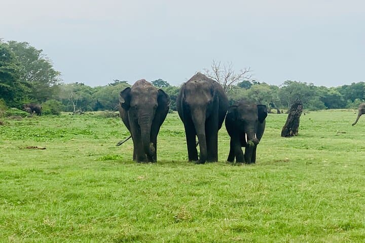 Private Jeep Safari at Minneriya & Kaudulla: Sri Lanka Elephant Encounters photo 3