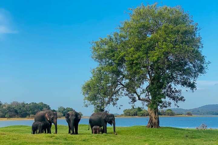 Private Jeep Safari at Minneriya & Kaudulla: Sri Lanka Elephant Encounters