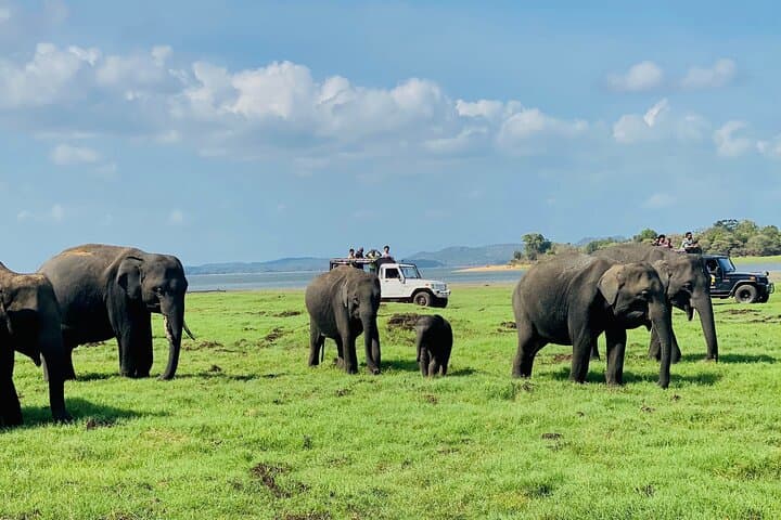 Half-Day Safari to Minneriya, Kaudulla and Hurulu Eco Park photo 2