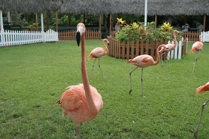 Explore Nassau’s Authentic Side: Private Full-Day Cultural and Coastal Loop photo 2