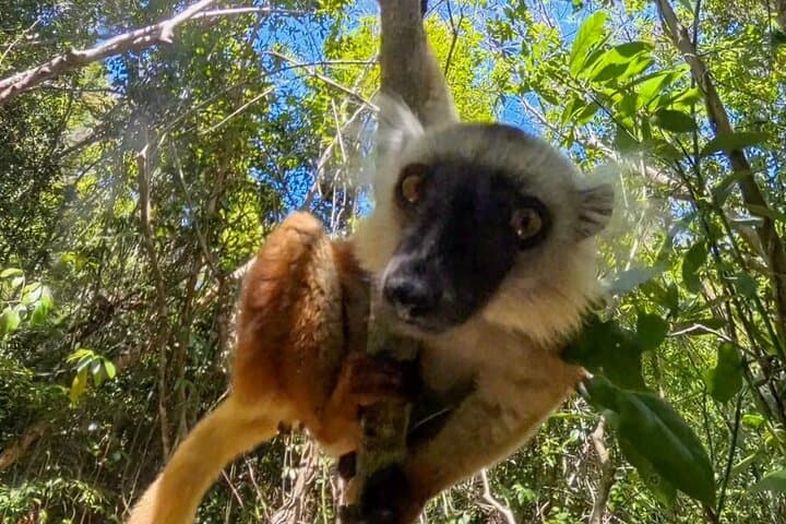 Lokobe Reserve Day Tour: Pirogue Trek, Endemic Lemurs & Beach Lunch photo 5