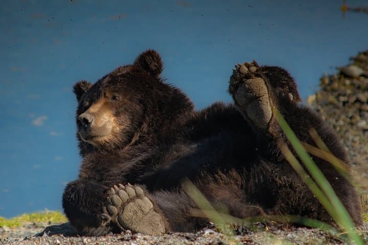 Bear Viewing at Waterfall Creek: Floatplane Grizzly Safari from Juneau