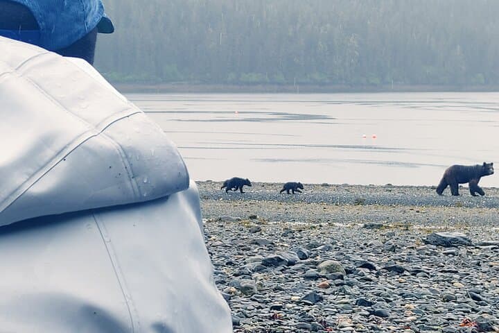 Bear Viewing at Waterfall Creek: Floatplane Grizzly Safari from Juneau photo 2