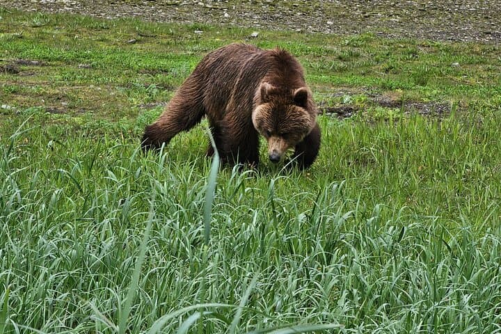 Bear Viewing at Waterfall Creek: Floatplane Grizzly Safari from Juneau photo 3