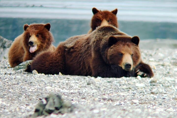 Bear Viewing at Waterfall Creek: Floatplane Grizzly Safari from Juneau photo 4