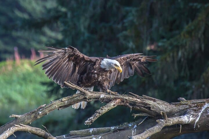 Bear Viewing at Waterfall Creek: Floatplane Grizzly Safari from Juneau photo 5