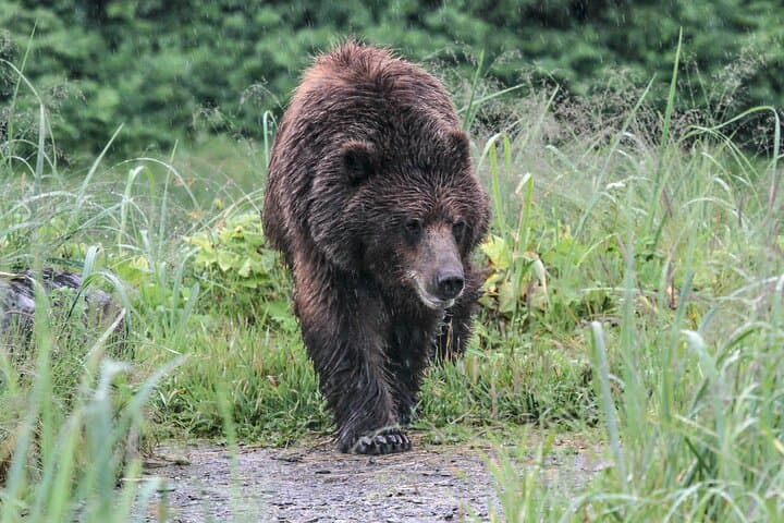 Bear Viewing at Waterfall Creek: Floatplane Grizzly Safari from Juneau photo 6