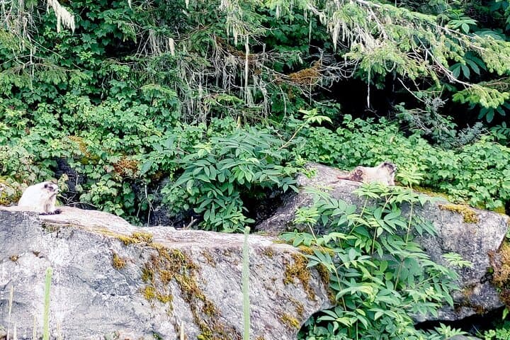 Floatplane Wilderness Hike in Tongass National Forest — Private Seaplane Tours from Juneau photo 6
