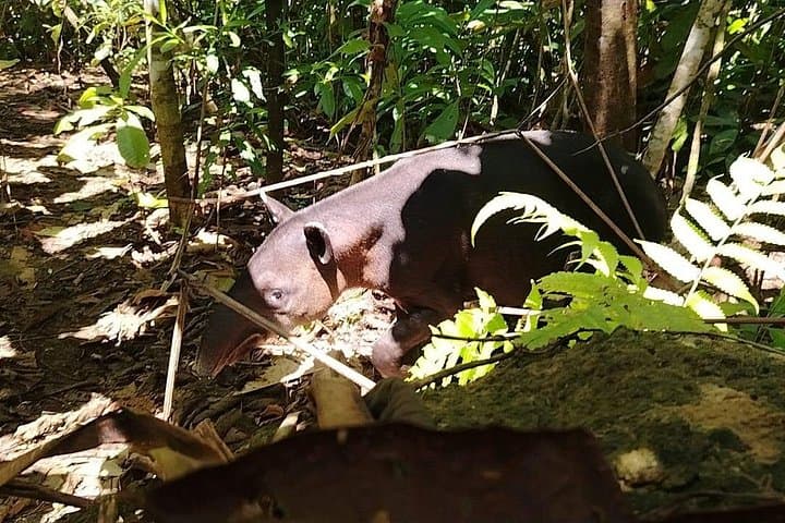 Corcovado National Park Tour: Whale Watching and San Pedrillo Rainforest Hike photo 2