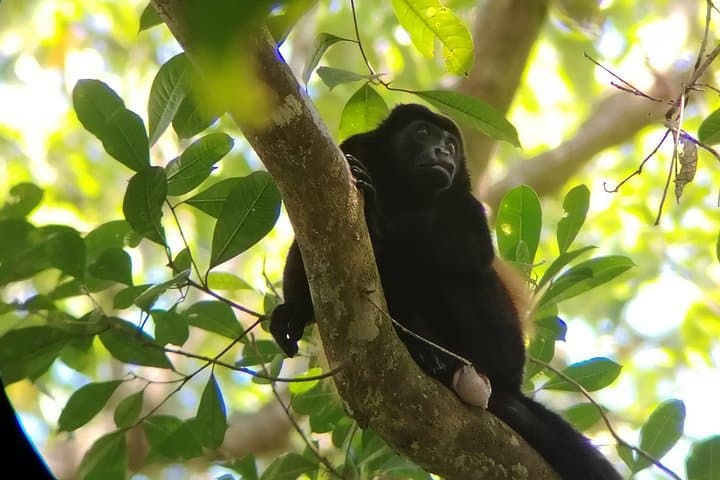 Corcovado National Park Tour: Whale Watching and San Pedrillo Rainforest Hike photo 3