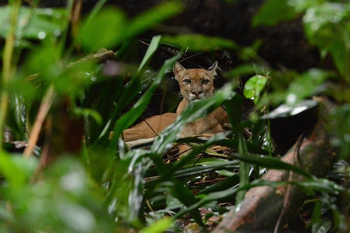Corcovado National Park Tour: Whale Watching and San Pedrillo Rainforest Hike